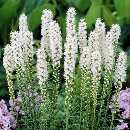 Dense Blazing Star 'Blazing White', Liatris Seeds - Packet image number null
